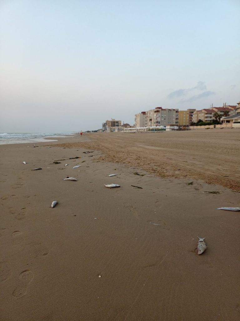 Preocupación en Guardamar ante la aparición de peces muertos