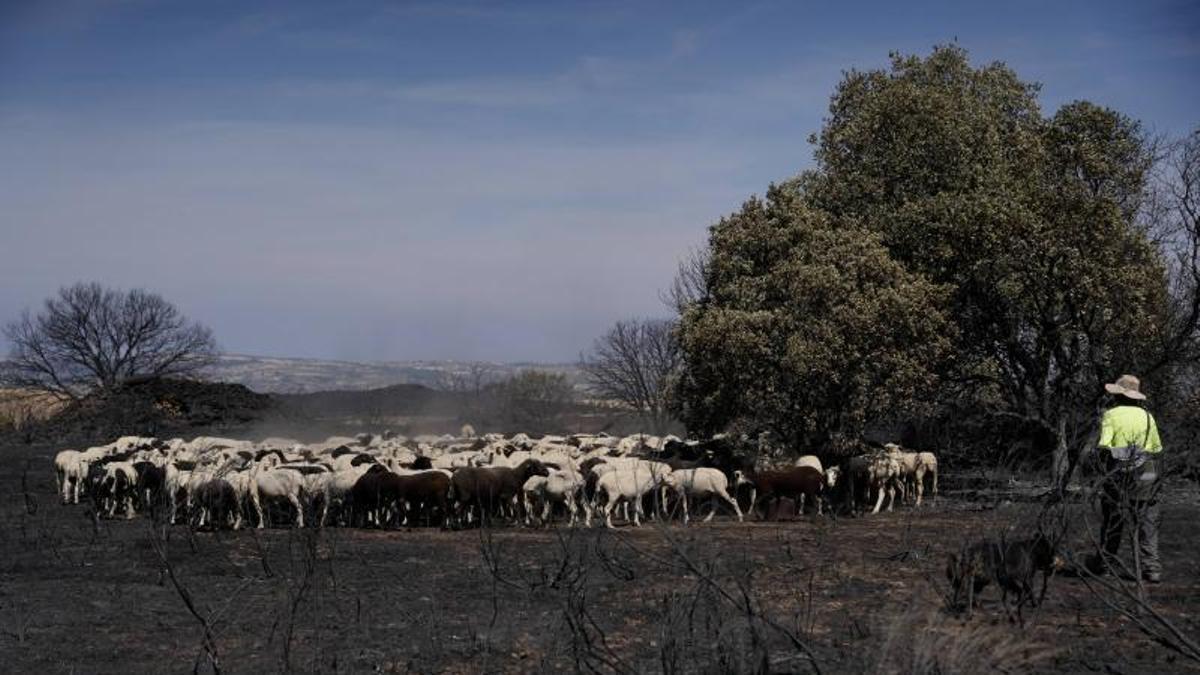 Un pastor con ovejas por la zona quemada en Fermoselle