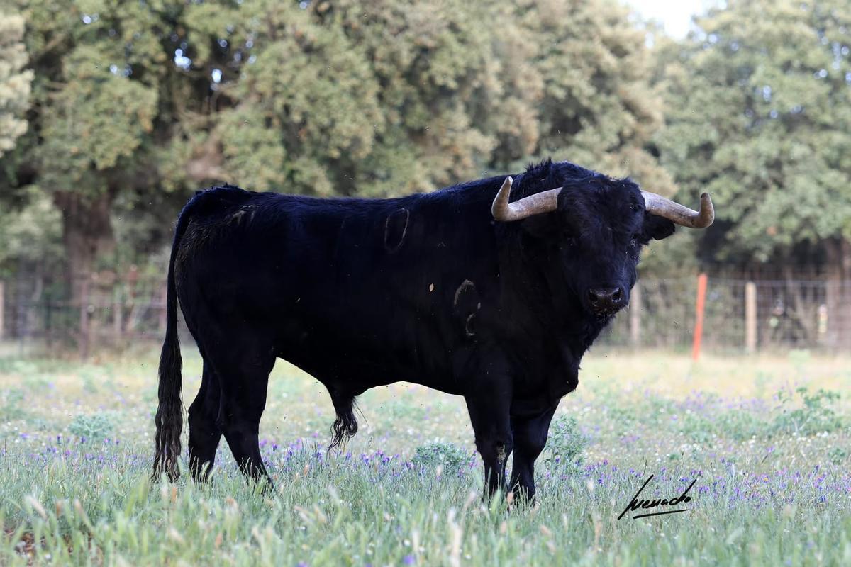 Uno de los toros reseñados para Valencia, 'Madrileño', número 10.