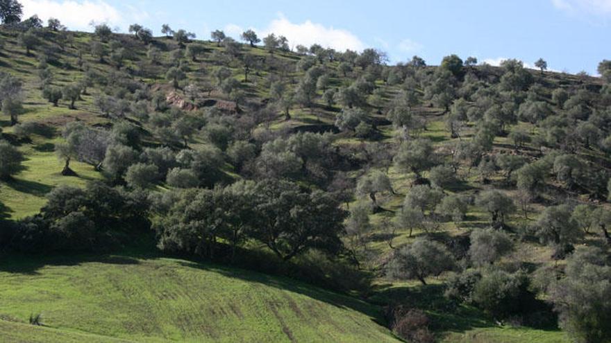 Paisaje de la Sierra de las Nieves.