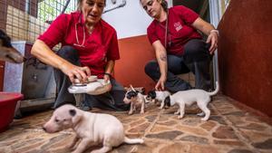 Perros y gatos en la Lliga protectora danimals de Sabadell. Las protectoras de animales estan saturadas, solo en España, cada dia recogen 785 animales, 33 cada hora.