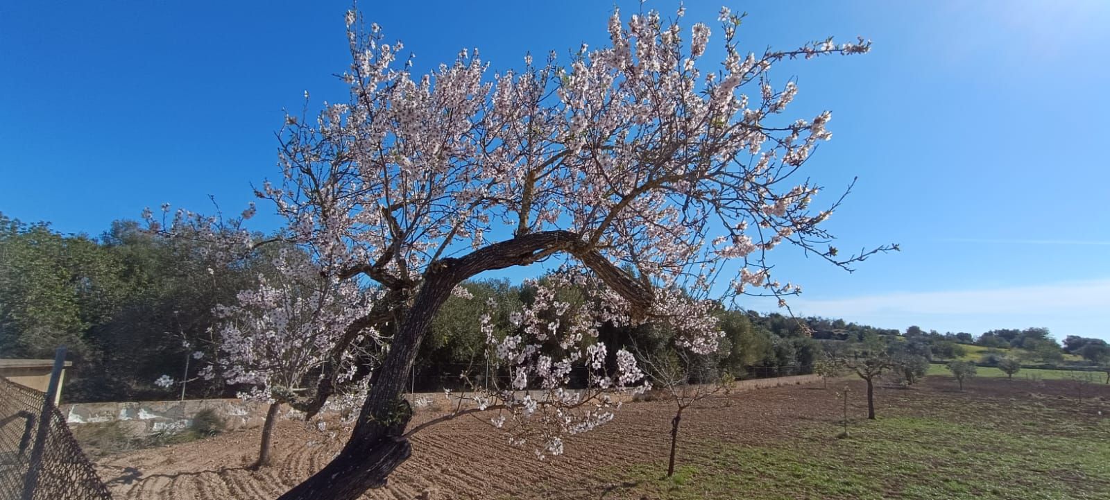 Los almendros en flor, en imágenes