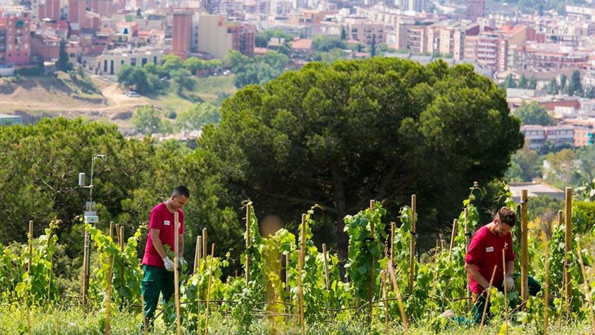 Panorámica de la Vinya d¿en Sabater de Santa Coloma de Gramenet.