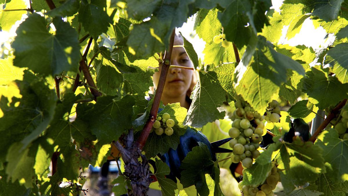 Una empleada de Bodegas Raimat (Lleida) trabaja en el primer día de vendimia.