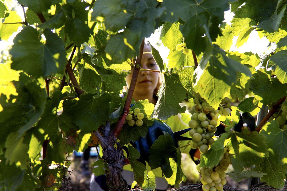 Una empleada de Bodegas Raimat (Lleida) trabaja en el primer día de vendimia.