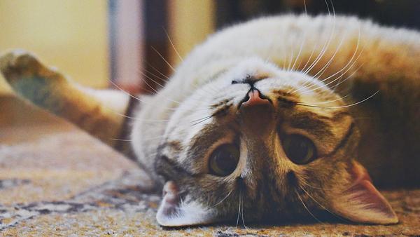 🐈 Gatos Años 👉 Cuánto vive un gato doméstico