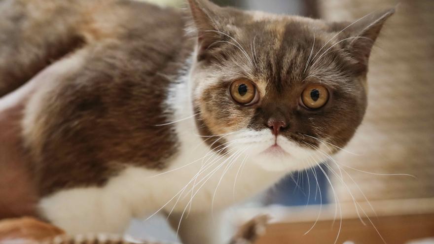 La nariz de los gatos puede funcionar como un equipo de análisis químico