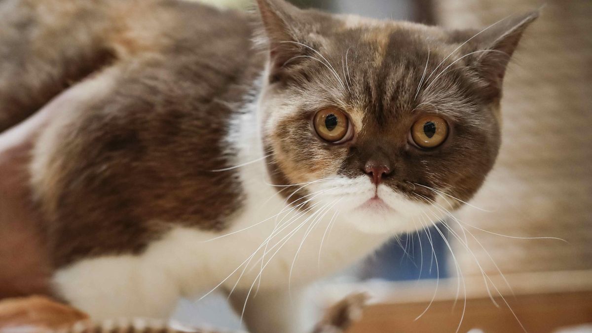 La nariz de los gatos puede funcionar como un equipo de análisis químico.