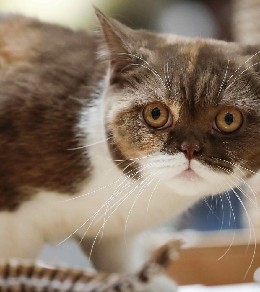 La nariz de los gatos puede funcionar como un equipo de análisis químico