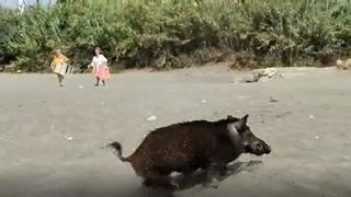 Un jabalí se da un chapuzón en la playa de Benajarafe (Málaga)