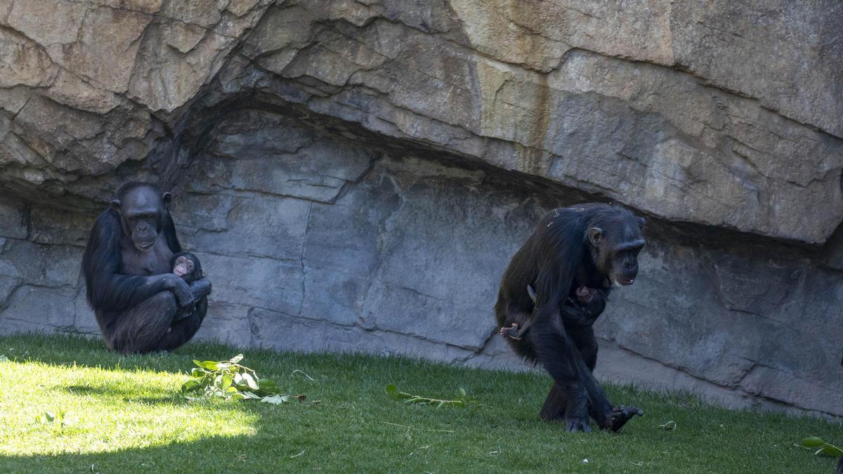La madre chimpancé con su cría muerte