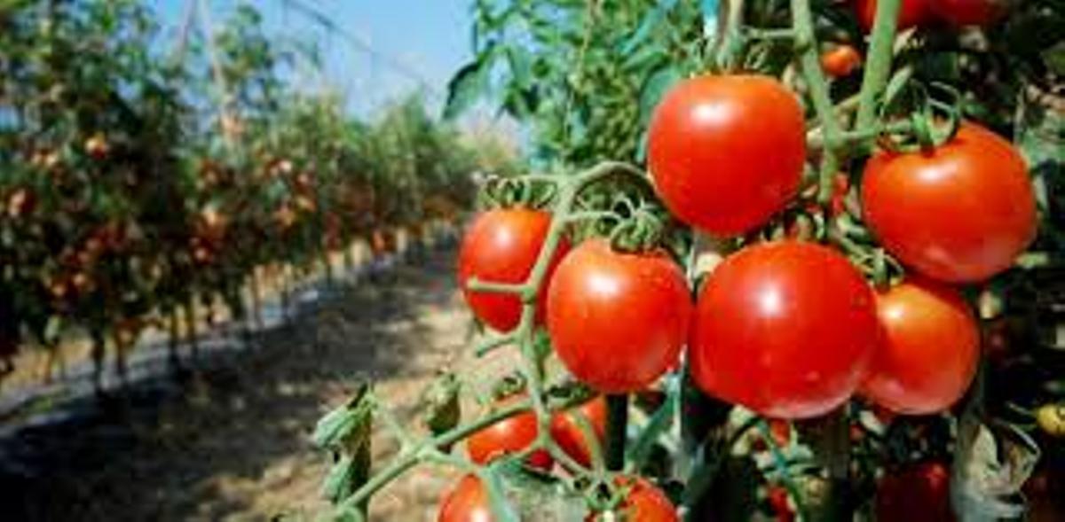 El nuevo bioestimulante defenderá los cultivos del campo.