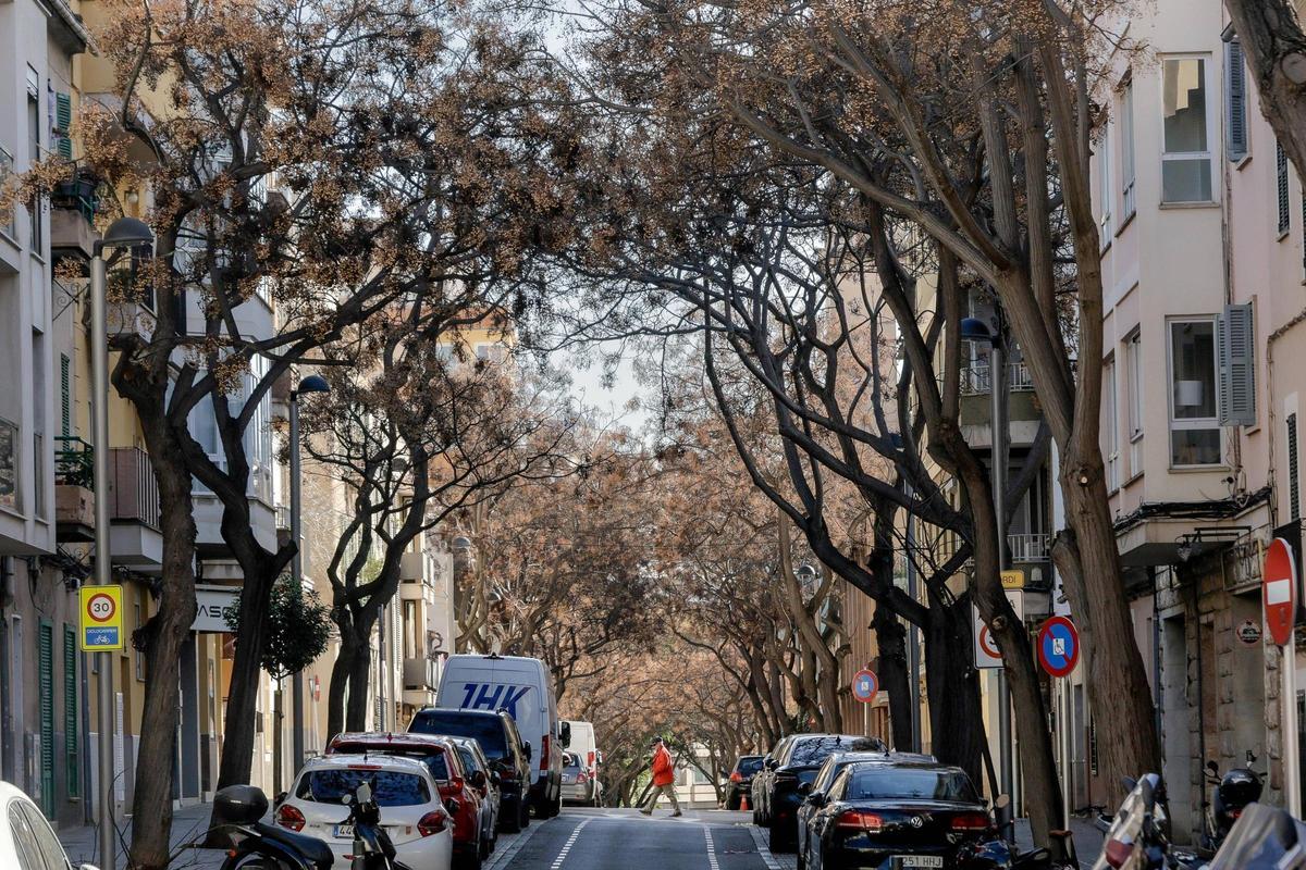 Melias en la calle Villalonga, ‘elefantes’ que requieren de frecuentes podas para no interferir en los edificios.