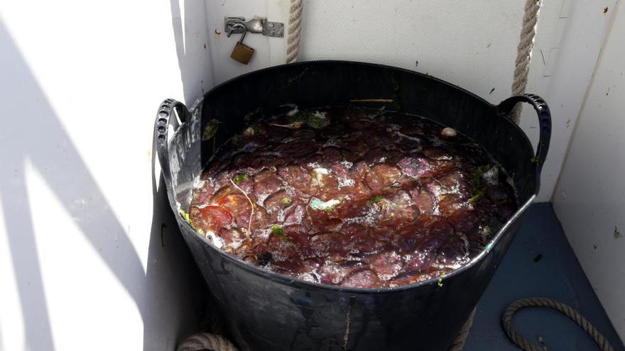 Medusas recogidas el pasado año por un barco que limpiaba el litoral.