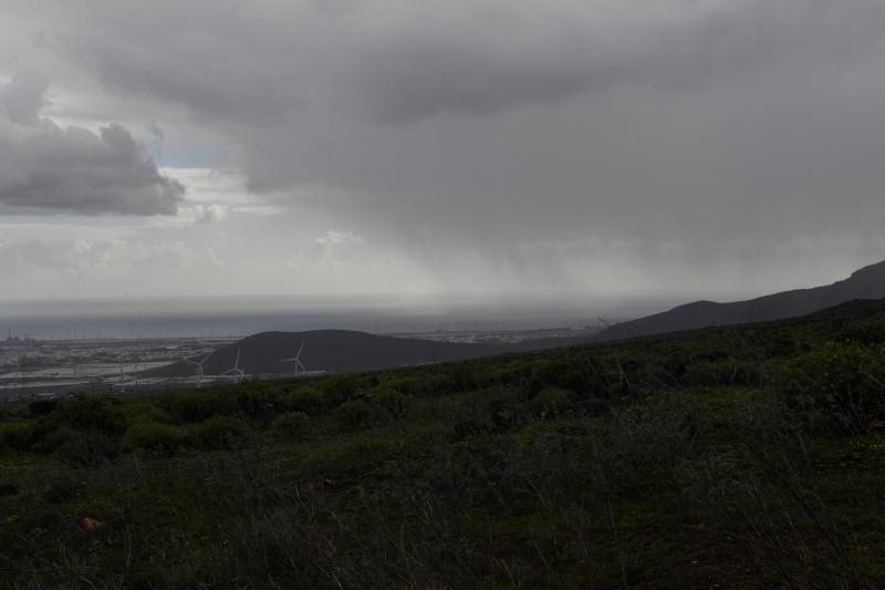 Estado del campo grancanario tras el paso de Filomena