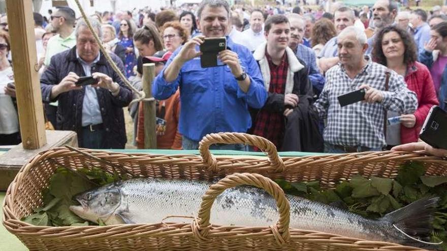 El &#039;campanu&#039;, que alcanzó en la subasta un precio de 10.000 euros. // Carolina Díaz