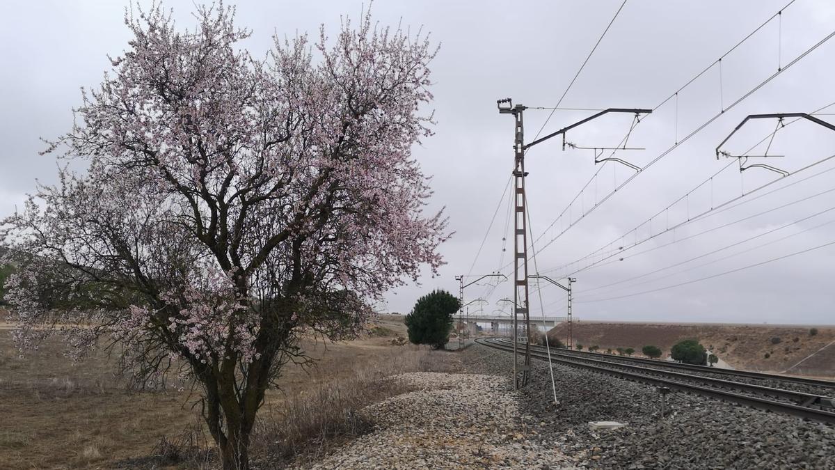 Los almendros en flor ya alegran los paisajes valencianos