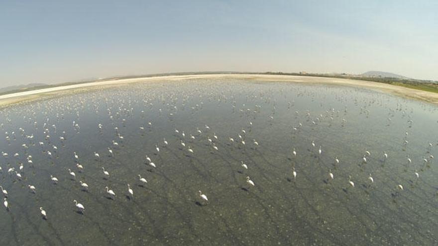 Imágenes de flamencos en la laguna de Fuente de Piedra.