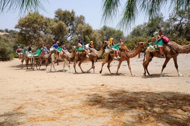 Reportaje excursiones con camellos en las Dunas ...