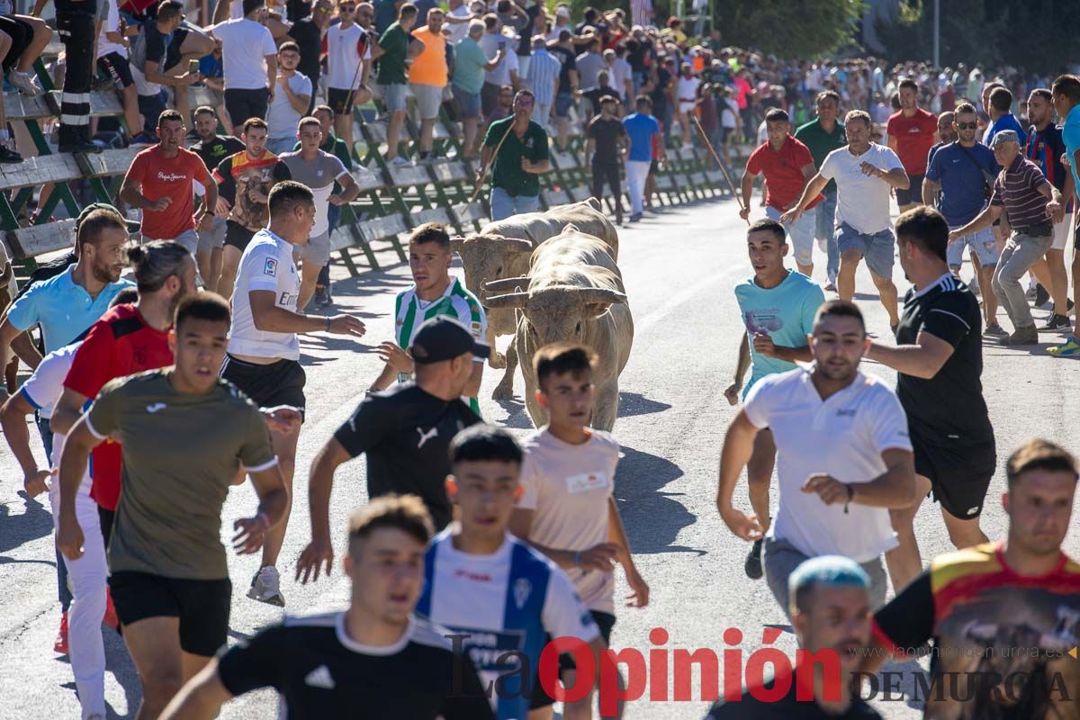 Quinto encierro de la Feria del Arroz de Calasparra