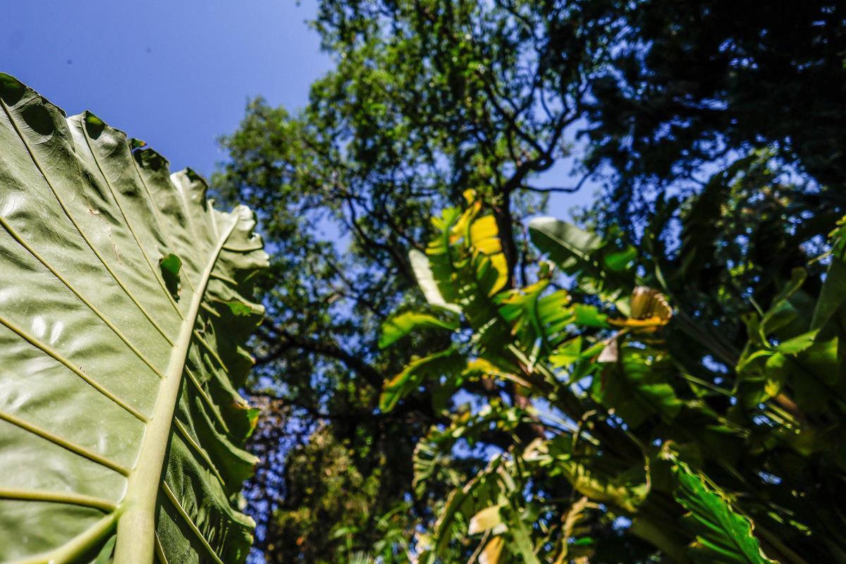 El Jardín Botánico de València está de moda