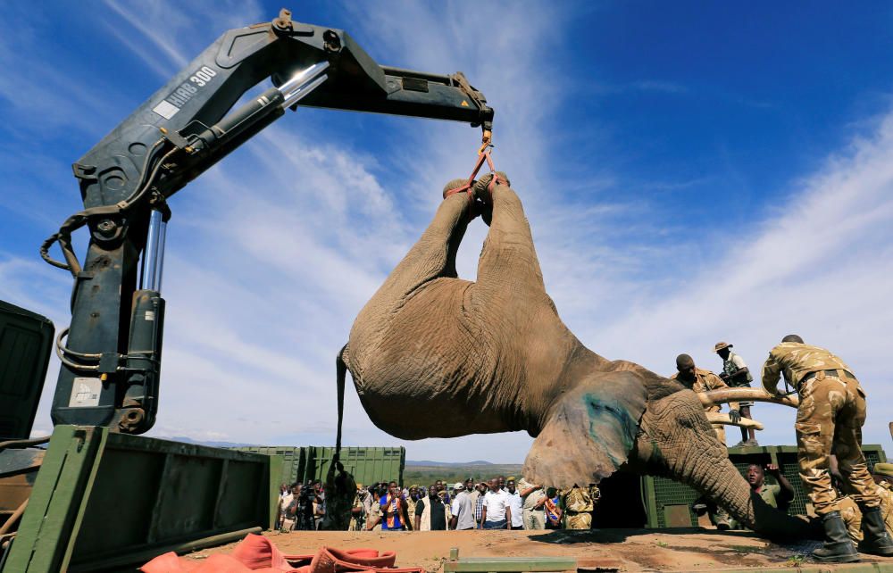 Kenya Wildlife Service rangers load a ...