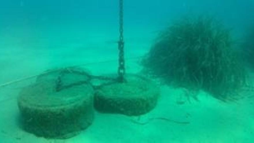 Territori i Sostenibilitat licita la restauració de praderies de posidònia a l&#039;Alt Empordà