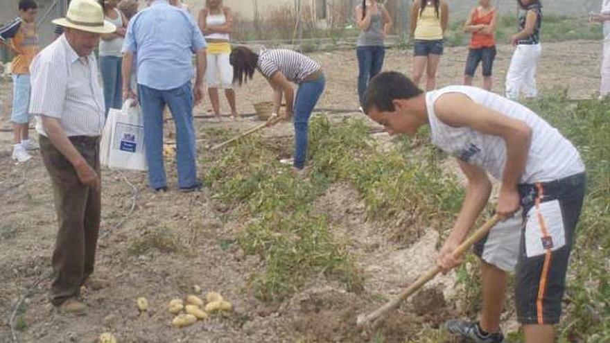 Los alumnos del instituto ayer recogiendo patatas.