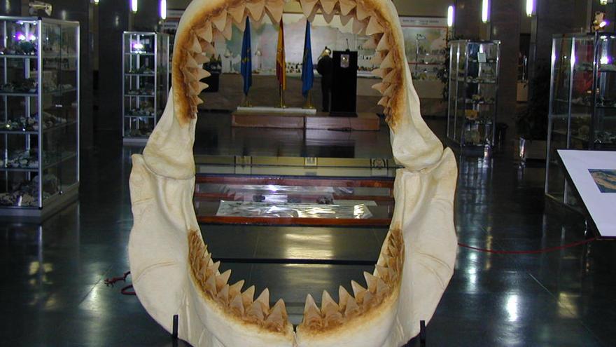La réplica de una mandíbula de un Megalodón, pieza estrella en Minervigo