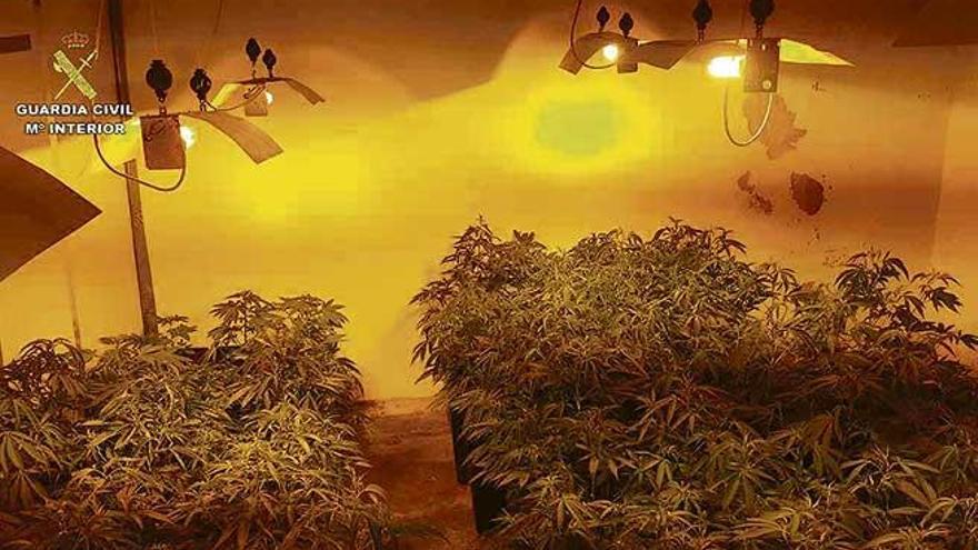 Plantación de marihuana incautada por la Guardia Civil.