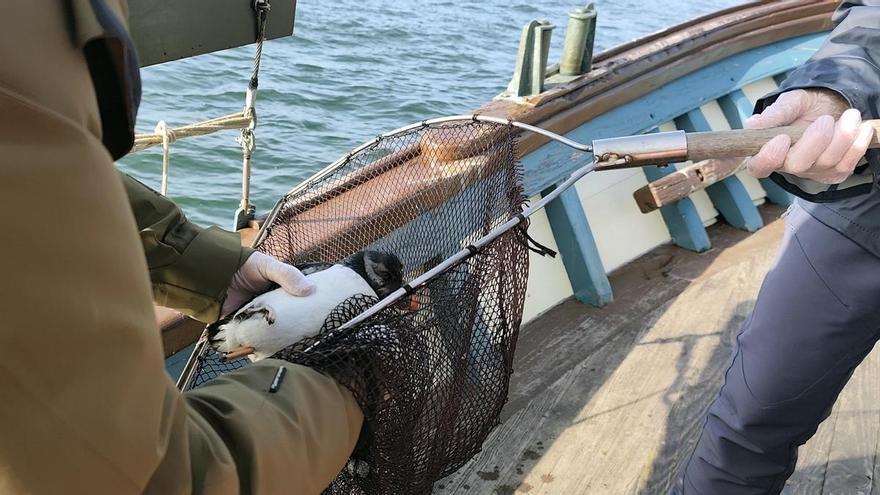 Las aves pelágicas buscan refugio en el interior de las rías