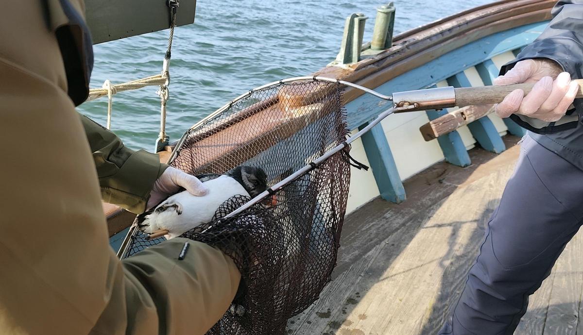 La recuperación de un frailecillo castigado por los temporales, en el "Chasula".