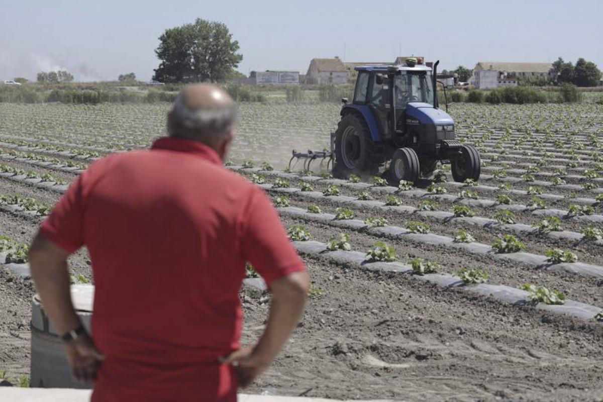 Trabajando los campos del marjal