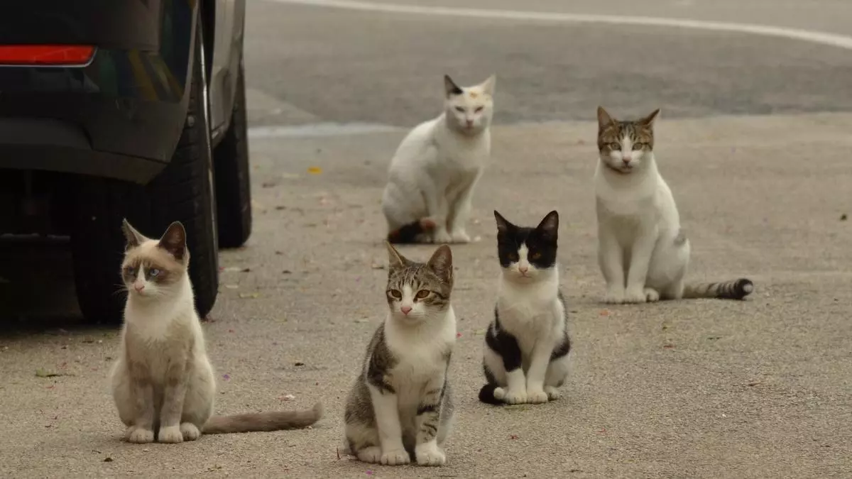 Torremolinos aumenta un 73% la partida para controlar las colonias de gatos callejeros