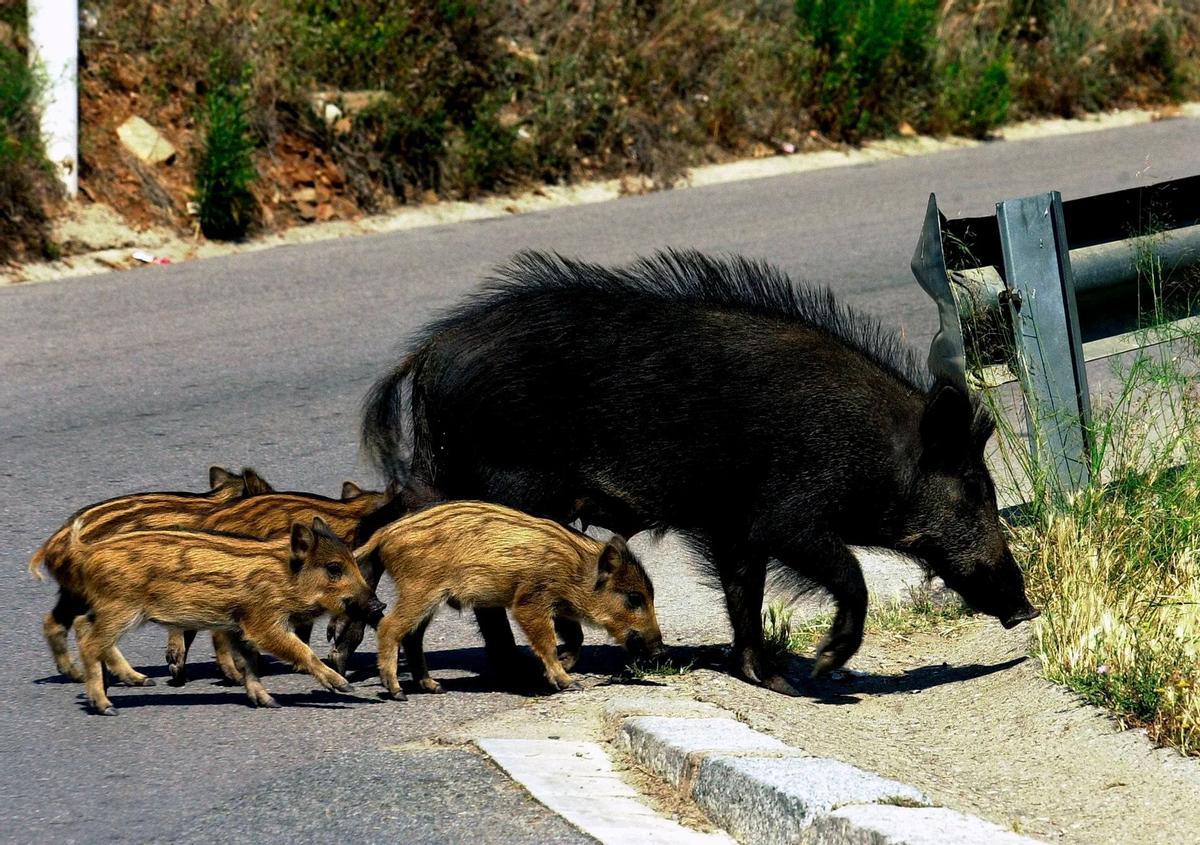 Hembra de jabalí con sus crías en una carretera.