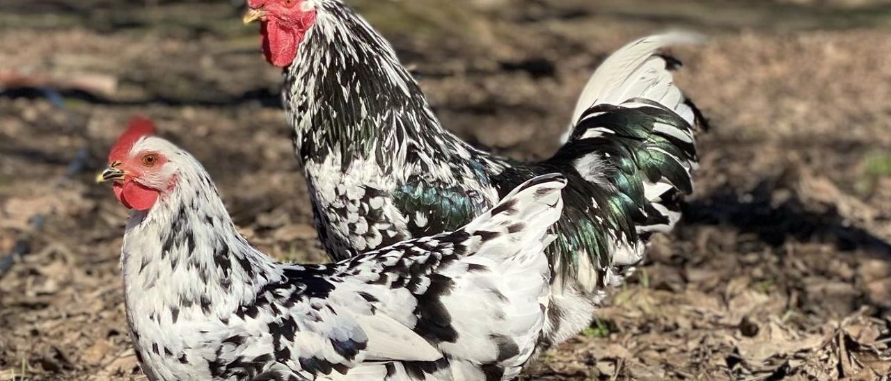 Dos ejemplares de la gallina pita pinta asturiana, amenazada de riesgo de extinción. /