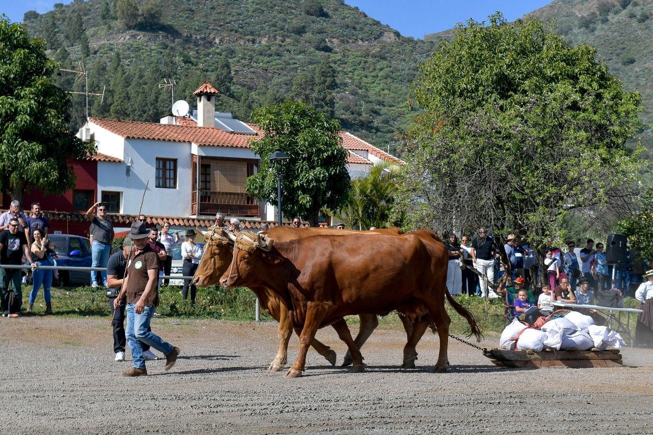 Fiestas de la Ruta del Almendrero en Flor en Valsequillo