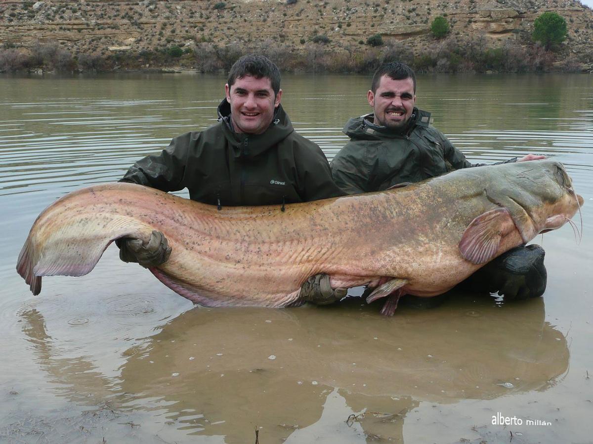 Siluro pescado en España