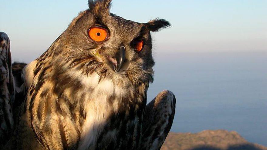 Rècord històric de la presència de ducs al parc de Cap de Creus