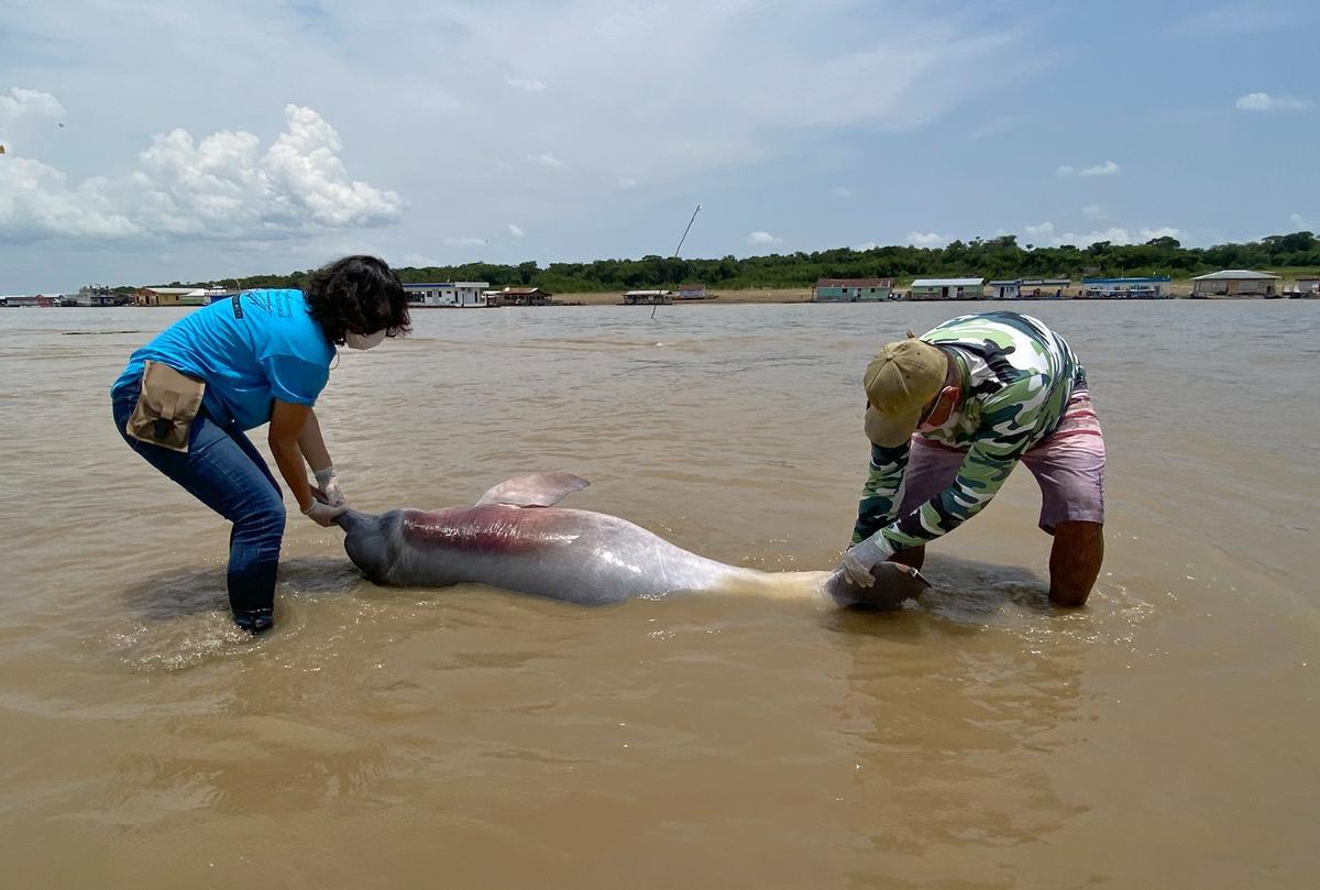 Dos profesionales retirando un ejemplar del río.