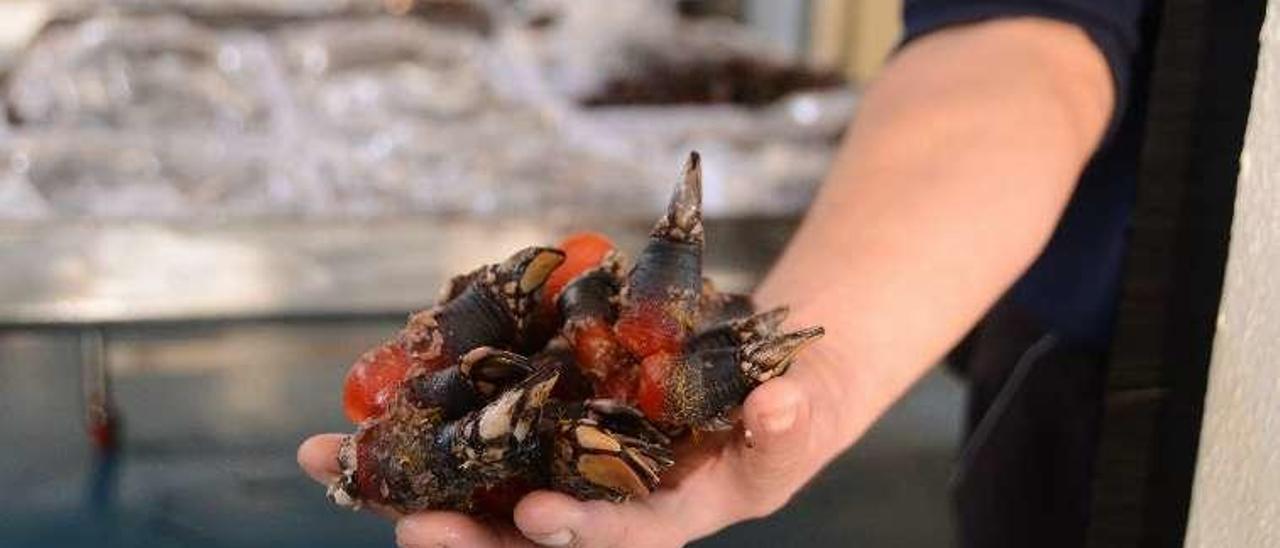 Un marinero muestra la calidad del percebe comercializado. // G.N.