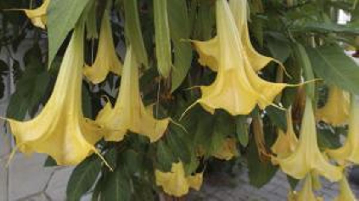 Las plantas más peligrosas del planeta