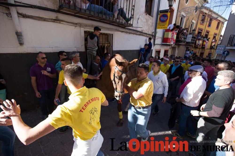 Caballo a pelo Caravaca (Desfile)