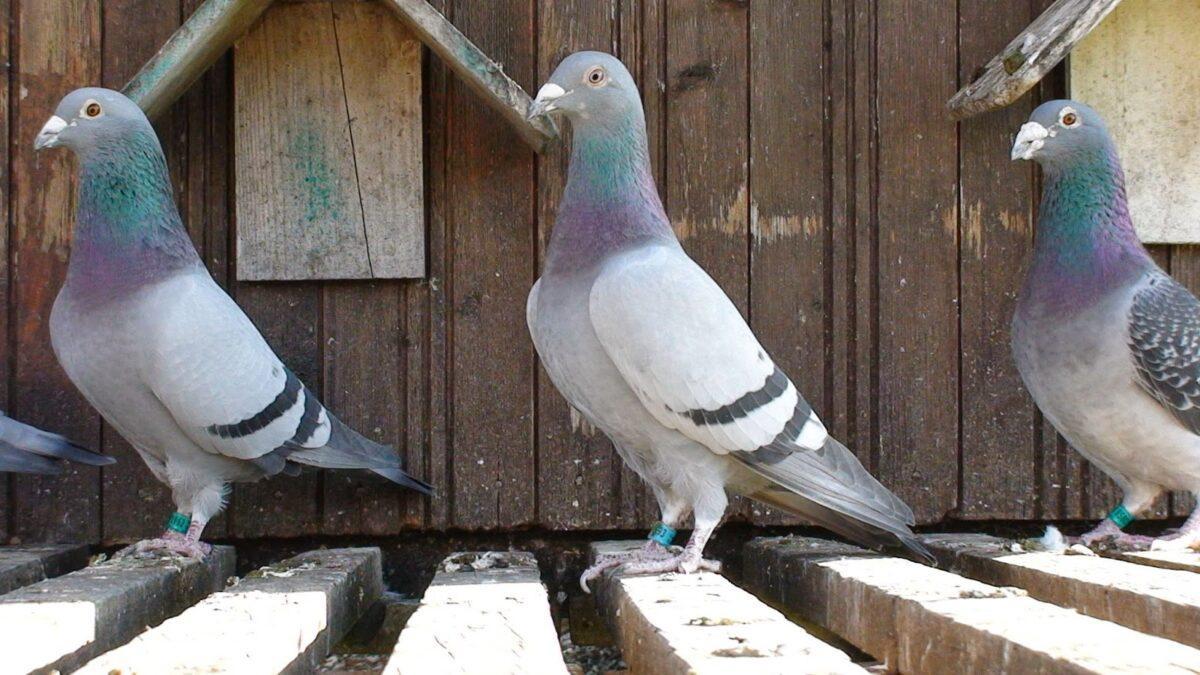 Operación rescate para miles de palomas mensajeras perdidas en España