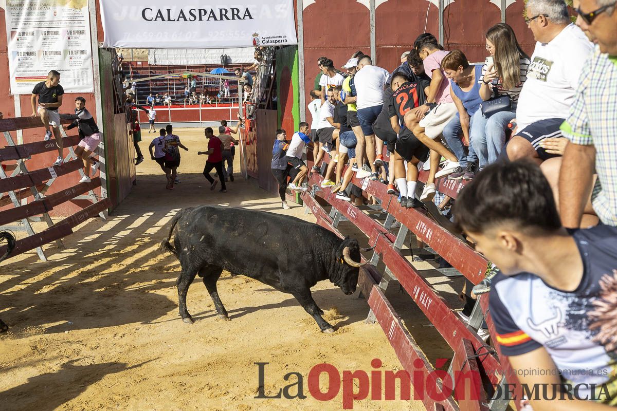 Sexo encierro de la Feria Taurina del Arroz, con la ganadería de Galache, que se ha saldado con un herido por asta de toro