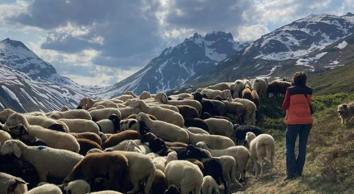 Celia pastoreando en Los Alpes suizos.