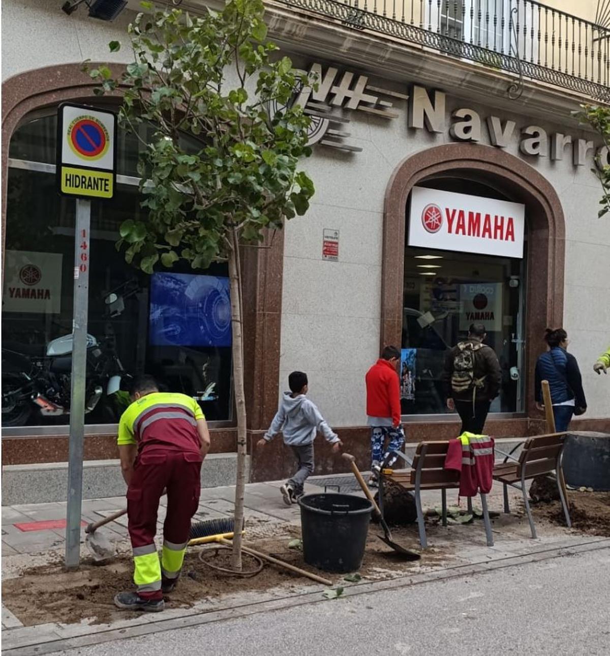 Un jardinero municipal, en plena plantación del nuevo árbol de Carretería.