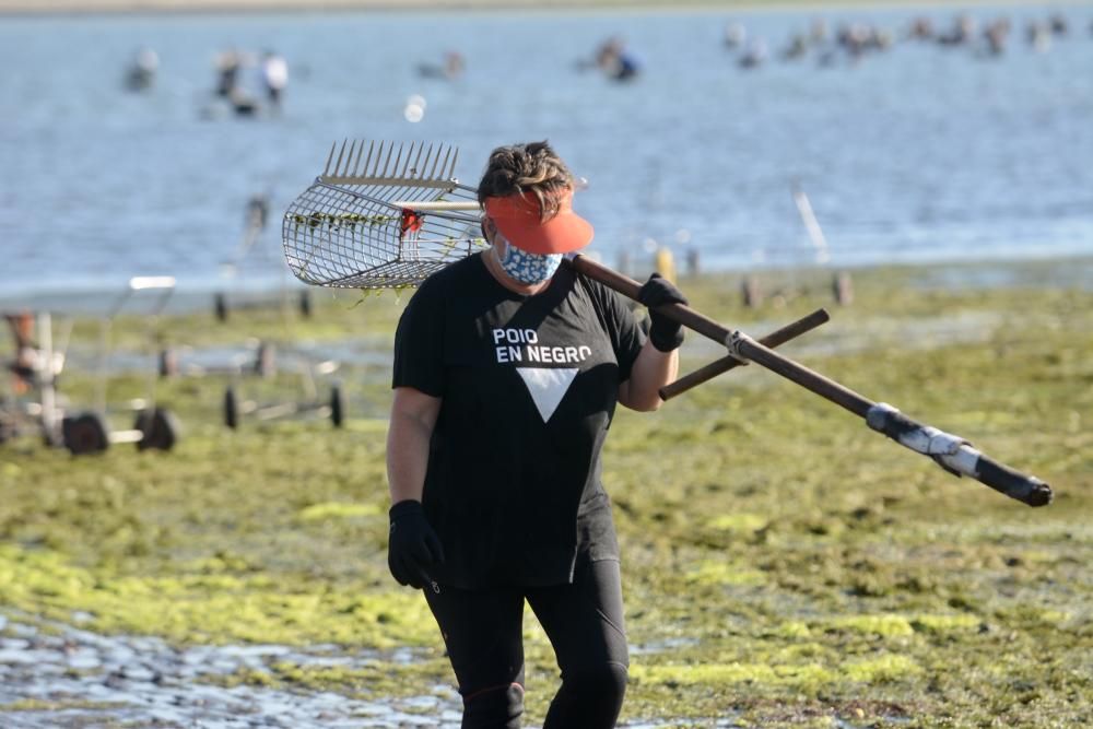 El marisqueo regresa a la ría de Pontevedra tras cuatro meses de parón