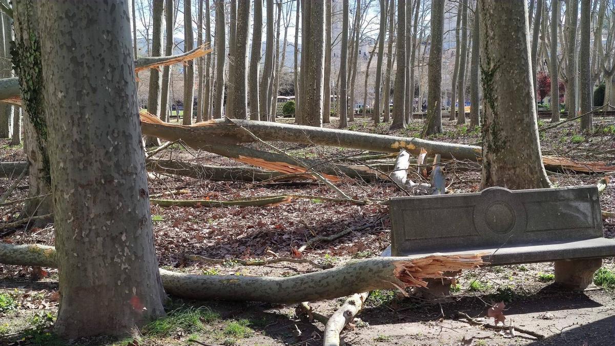 Arbres caiguts a Girona per la ventada