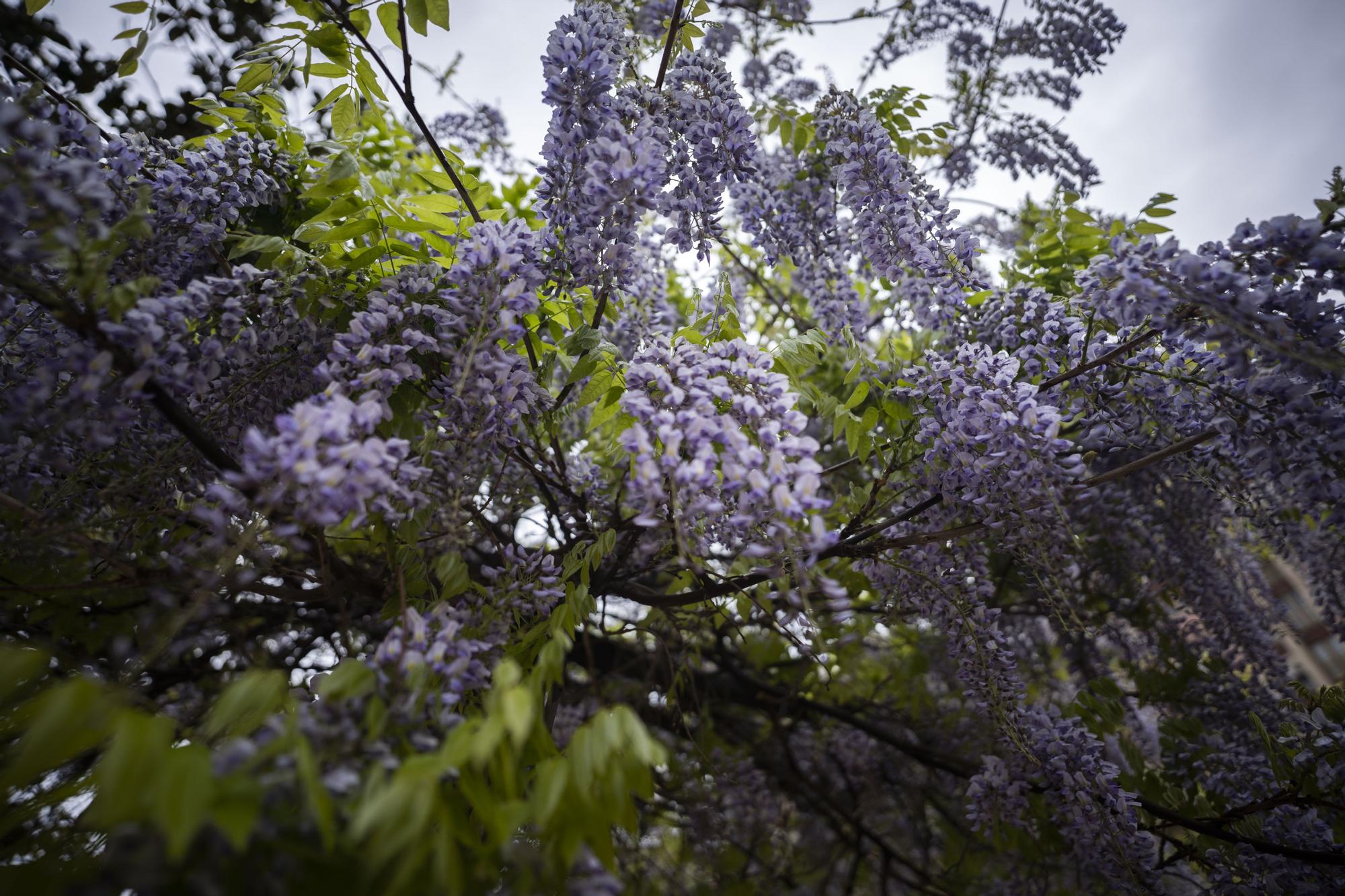 La primavera toma València